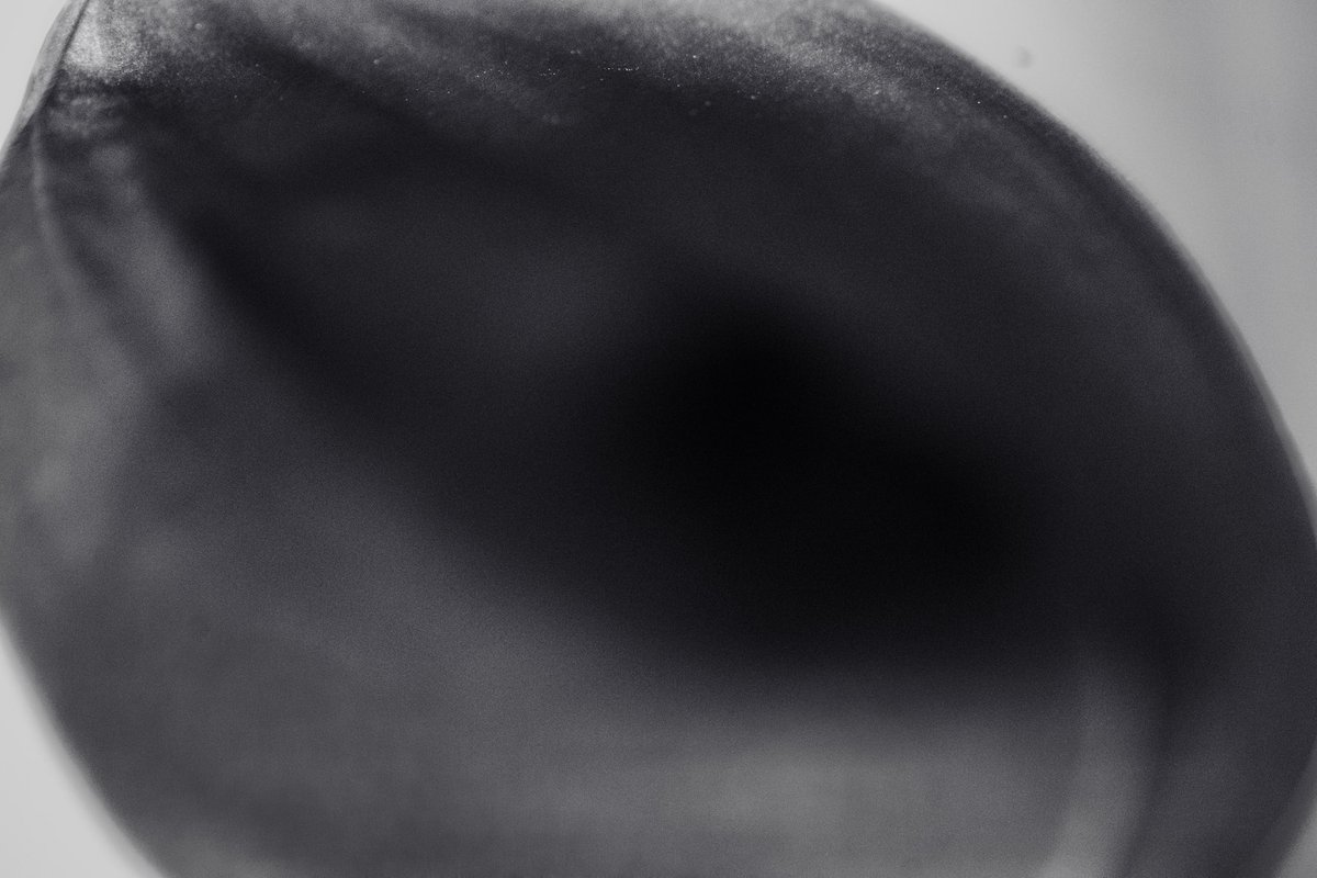 oysm1's tweet photo. “A memory I never touched still echoes in the hush.” — マボロシヤ (Maboroshiya, inspired by clammbon)
#マボロシヤ #clammbon #maboroshiya #poeticblur #vanishingform #echoofemotion #macrophantom #quietdream #visualpoetry #fadedmemory #monochromeemotion #softabsence https://t.co/La0cKrgEqp