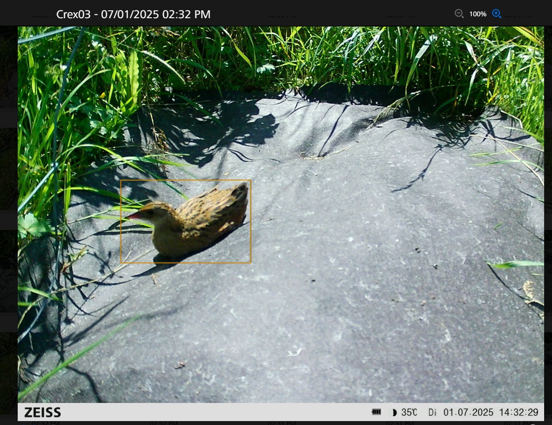 CorncrakeLife's tweet image. One of rarest breeding birds in Europe.
Just chillin'
😊