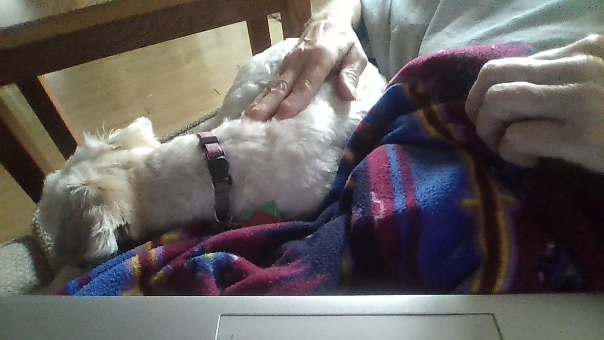 Bros pup 'Tito' He can't get close enough.♥️He goes home today☹️