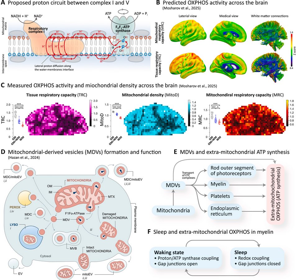 Felix Scholkmann tweet media