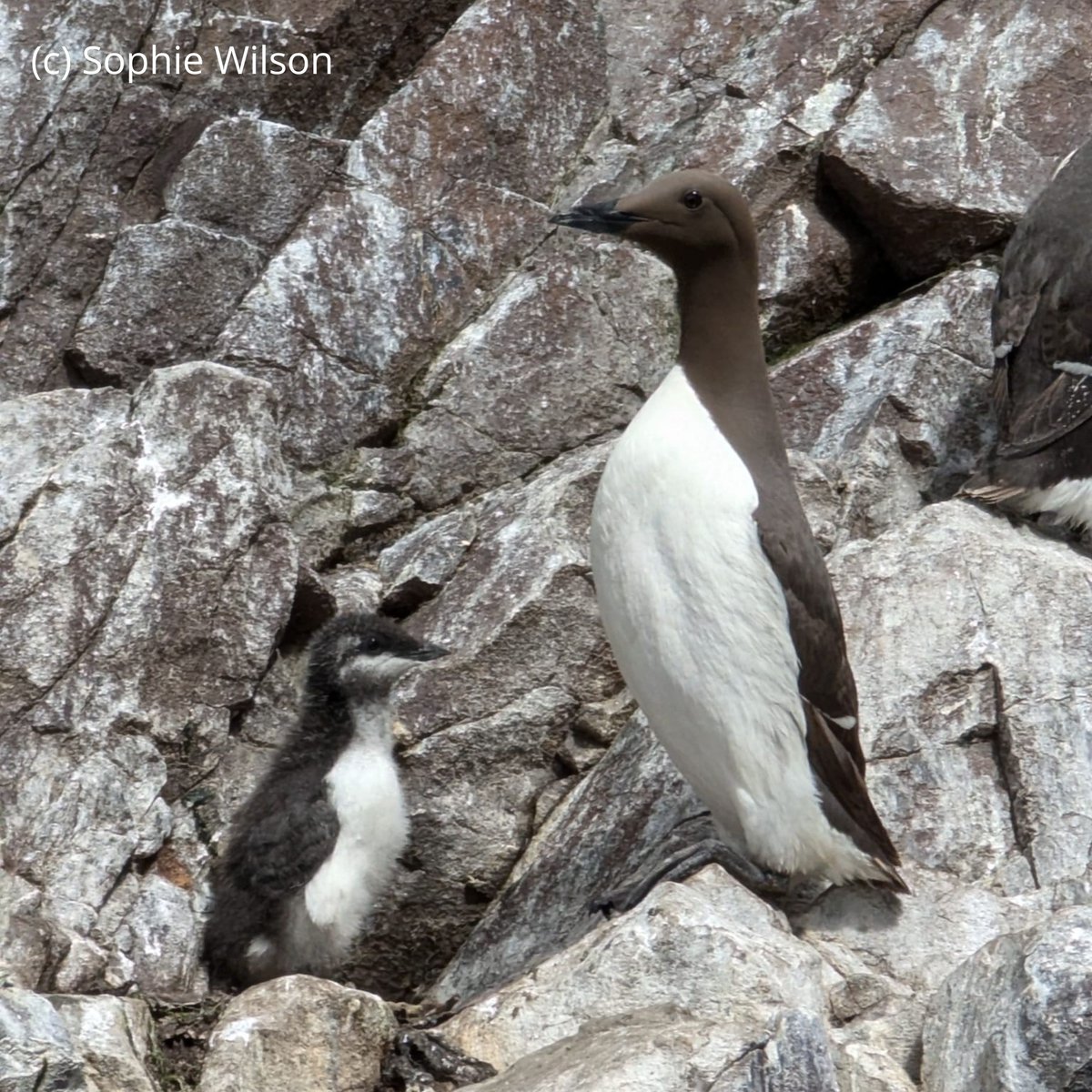 Want to catch the spectacle of a bustling common guillemot colony before they depart? With the chicks (known as 'jumplings') now fledging via cliff jumping, there's no better time to visit these colonies!

Find out where to see them in our blog:
seabird.org/blog/where-to-…