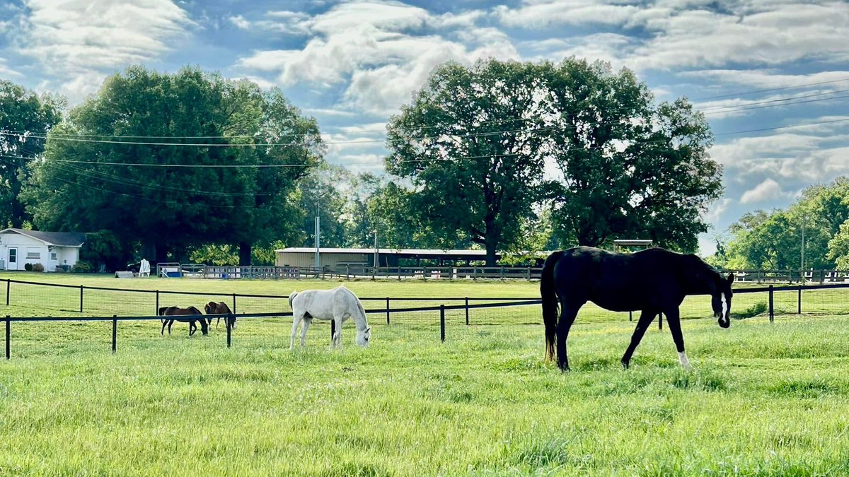 The UTM Animal Science program now offers an Equine certificate program.  See the curriculum at:  catalog.utm.edu/preview_progra….  Ready. Set. Soar!