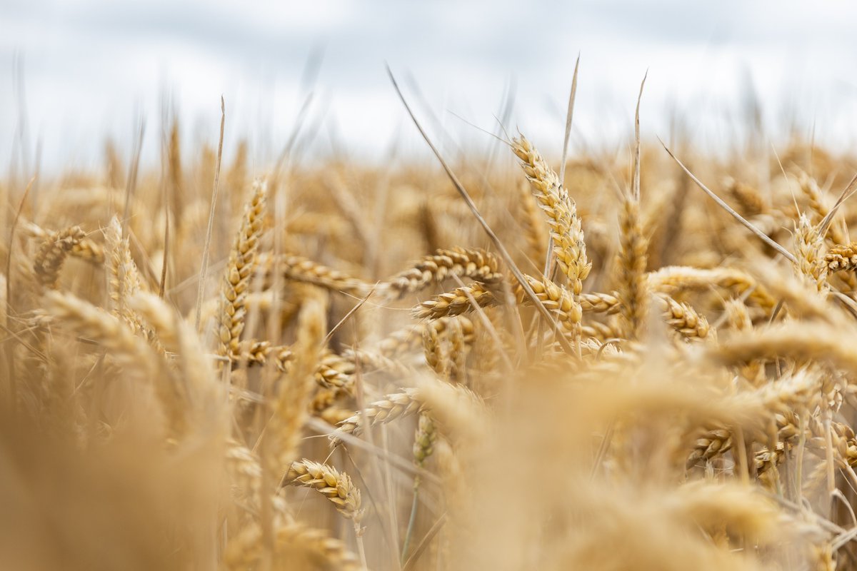 FMC Agro UK (@fmcagrouk) on Twitter photo Join <a href="/AHDB_Cereals/">AHDB Cereals</a> and <a href="/kirstymckenzie_/">Kirsty McKenzie</a> from FMC for a a pre-harvest crop walk and supper at Cornhill Farm, with host, Pete Olds and Hutchinson's agronomist Andrew Finnamore 🚜
Kirsty will be on hand to talk all things #isoflexactive. There will be a hog roast available 🐷 and Join <a href="/AHDB_Cereals/">AHDB Cereals</a> and <a href="/kirstymckenzie_/">Kirsty McKenzie</a> from FMC for a a pre-harvest crop walk and supper at Cornhill Farm, with host, Pete Olds and Hutchinson's agronomist Andrew Finnamore 🚜
Kirsty will be on hand to talk all things #isoflexactive. There will be a hog roast available 🐷 and