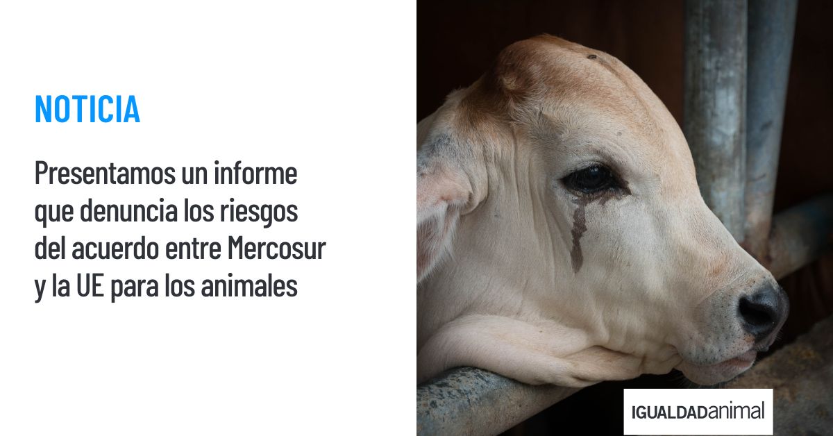 Igualdad Animal (@igualdadanimal) on Twitter photo El Tratado de Libre Comercio entre Mercosur y la UE aumentará el sufrimiento de los #animales significativamente.
Así se desprende del informe elaborado por Igualdad Animal, en colaboración con <a href="/Act4AnimalsEU/">Eurogroup For Animals</a>.
🌎Lee el informe y conoce los efectos devastadores que esconde este El Tratado de Libre Comercio entre Mercosur y la UE aumentará el sufrimiento de los #animales significativamente.
Así se desprende del informe elaborado por Igualdad Animal, en colaboración con <a href="/Act4AnimalsEU/">Eurogroup For Animals</a>.
🌎Lee el informe y conoce los efectos devastadores que esconde este