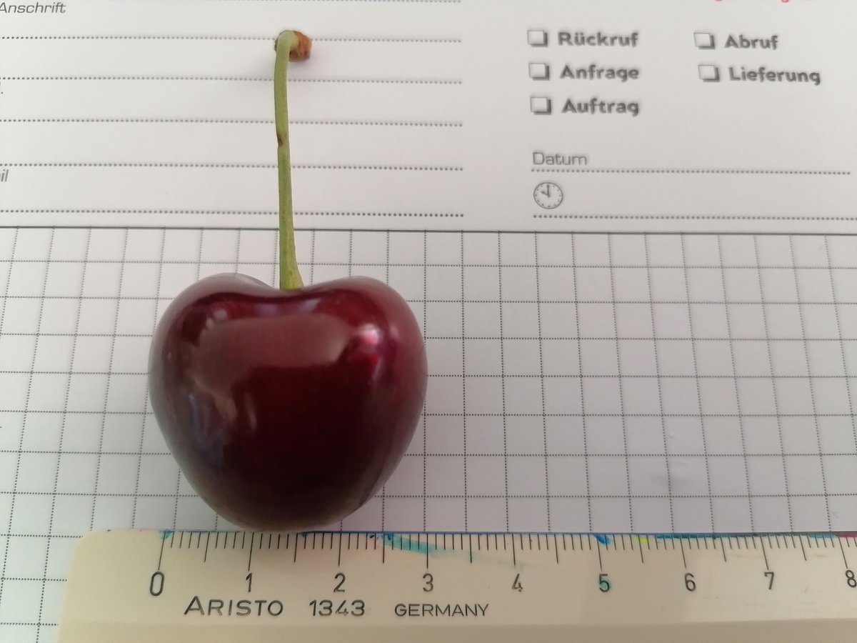 Meinungsterror's tweet image. Dieses Jahr gedeihen die Kirschen äußerst prächtig. Im Vergleich zu normalen Jahren ca. 50% größer und fast keine mit Untermieter. 🙂
