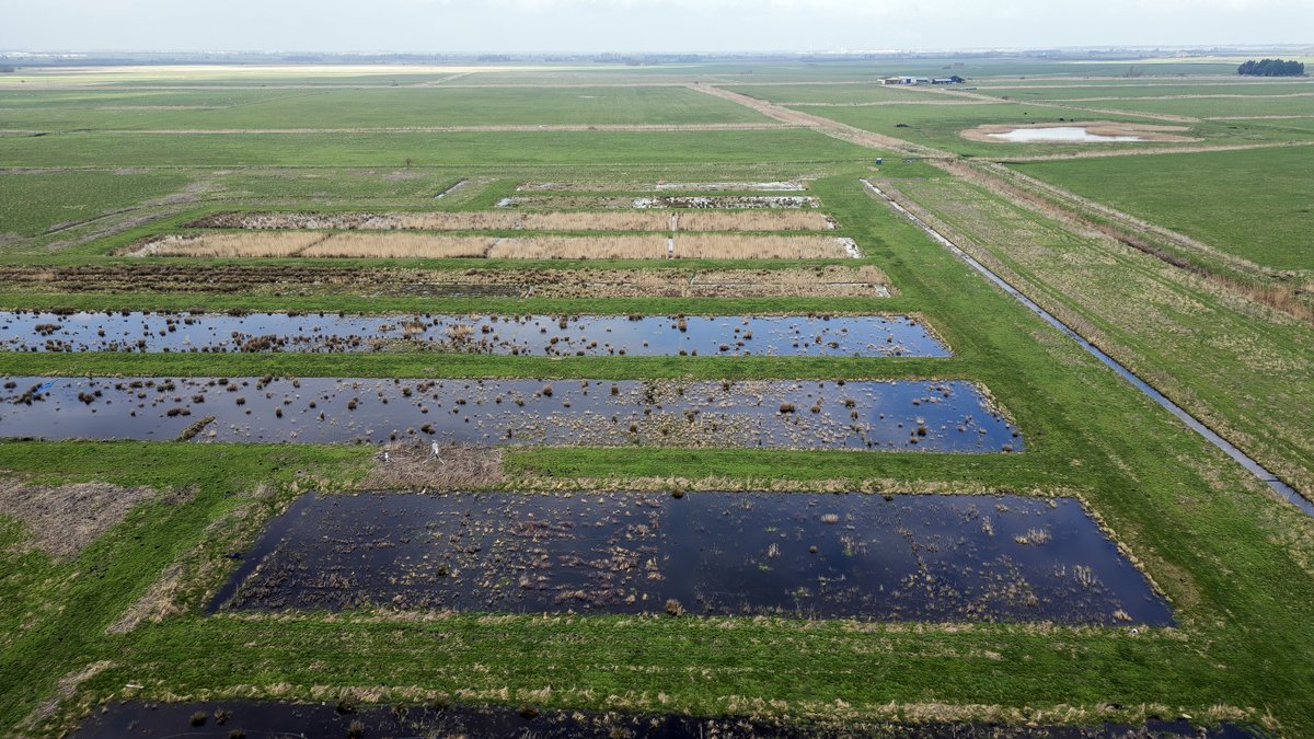 greatfen's tweet photo. How can we protect #peatlands, raise water levels and provide viable crops that keep the fenlands farming? Learn all about #PeatlandProgress and #paludiculture at @Groundswellaguk stall PFC25! And meet Lucy Mitchell, an innovative artist and designer working with paludi crops. https://t.co/PCRi2SAqgq