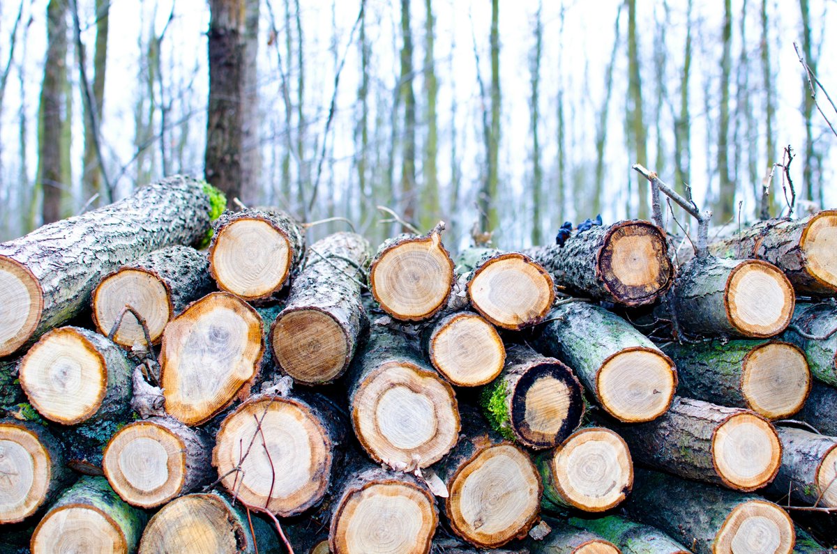 Terra Nuova (@terranuovaed) on Twitter photo Alberi abbattuti in tutta Italia: cosa sta succedendo? terranuova.it/il-mensile/alb… #terranuova #alberi #abbattimenti <a href="/salvapaesaggio/">SalviamoilPaesaggio</a> <a href="/SalviamoForesta/">Salviamo la Foresta</a> <a href="/Legambiente/">Legambiente</a> <a href="/LipuODV/">Lipu - BirdLife Italia</a> <a href="/CAI150/">Club Alpino Italiano</a> Alberi abbattuti in tutta Italia: cosa sta succedendo? terranuova.it/il-mensile/alb… #terranuova #alberi #abbattimenti <a href="/salvapaesaggio/">SalviamoilPaesaggio</a> <a href="/SalviamoForesta/">Salviamo la Foresta</a> <a href="/Legambiente/">Legambiente</a> <a href="/LipuODV/">Lipu - BirdLife Italia</a> <a href="/CAI150/">Club Alpino Italiano</a>