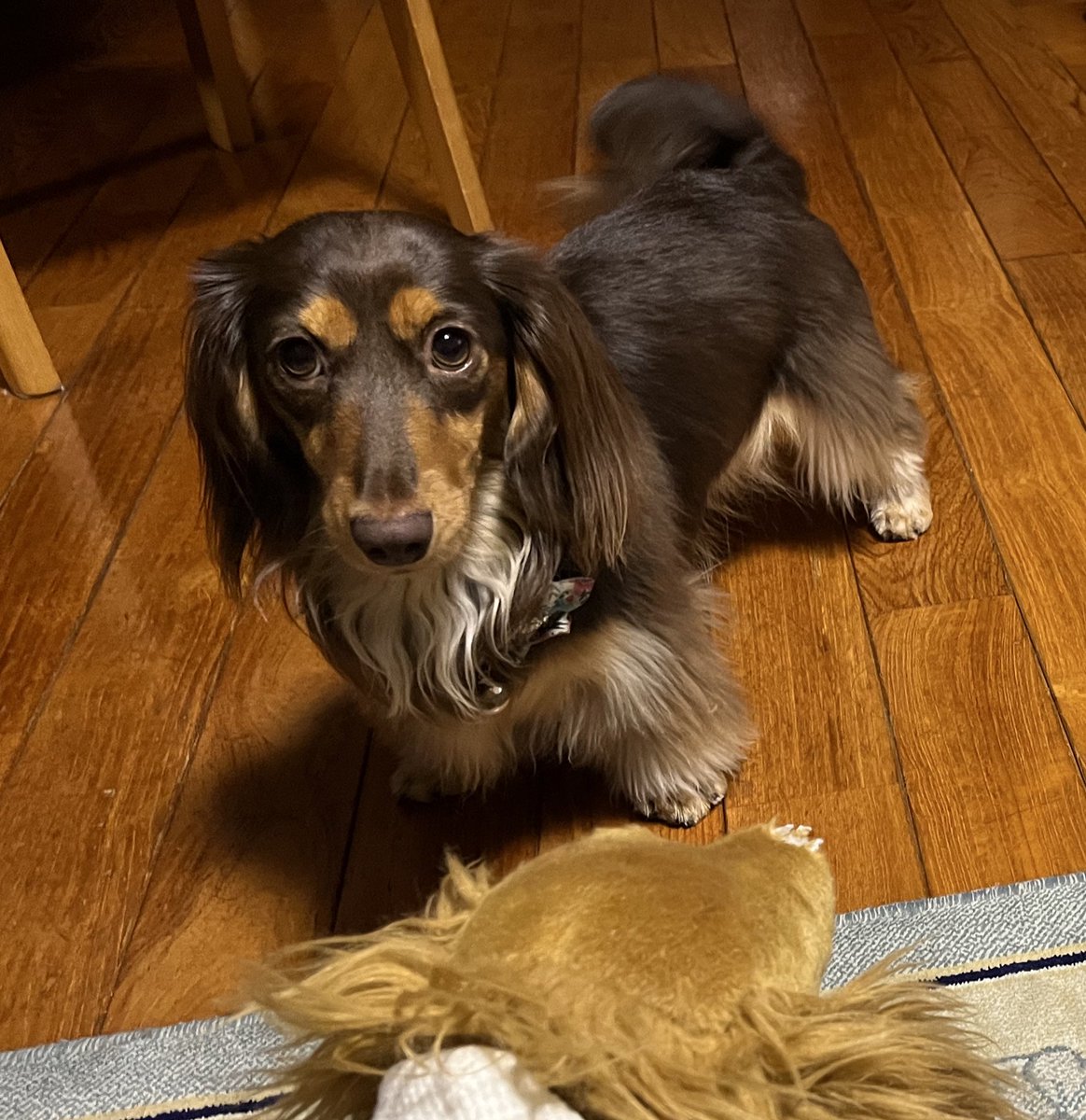 今日も暑かったですね💦
おつかれさまでした✨✨✨
桃🍑ちゃんとの遊び🥰🥰🥰
何か仕掛けてくるお顔です😍💕