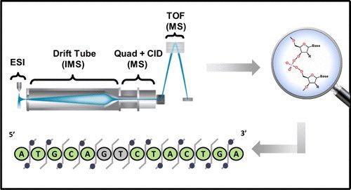 One more round of applause goes out to Dr. Jack Ryan this morning for his work focused on increasing oligonucleotide sequence coverage using IMS-MS! 👏🏻🧬 This is a very exciting paper, and we encourage everyone to go check it out! Amazing job <a href="/J_Ryan33/">Jack Ryan</a> ‼️ pubs.acs.org/doi/10.1021/ja…