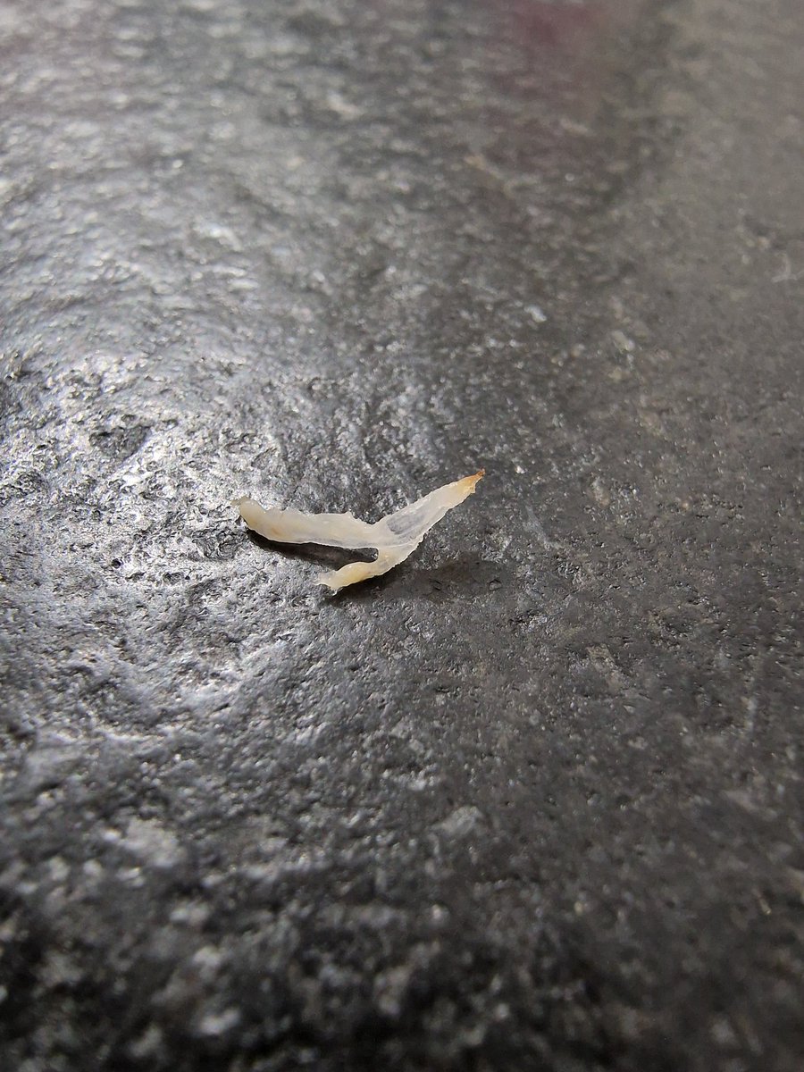 Alexandre PILET tweet media