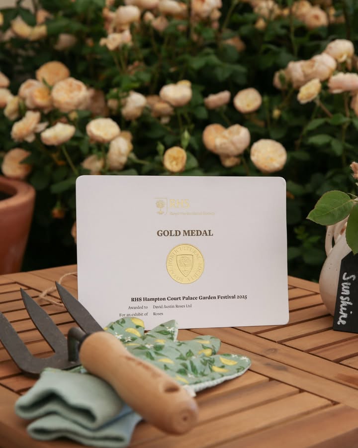 David Austin Roses (@daustinroses) on Twitter photo We’re honoured to have received a Gold Medal at this year’s RHS Hampton Court Palace Garden Festival.
To celebrate, we’re offering free UK delivery until midnight on Monday 7th July.
 
Shop the Hampton collection - bit.ly/4lzKW9E
*Valid on UK standard shipping only. We’re honoured to have received a Gold Medal at this year’s RHS Hampton Court Palace Garden Festival.
To celebrate, we’re offering free UK delivery until midnight on Monday 7th July.
 
Shop the Hampton collection - bit.ly/4lzKW9E
*Valid on UK standard shipping only.