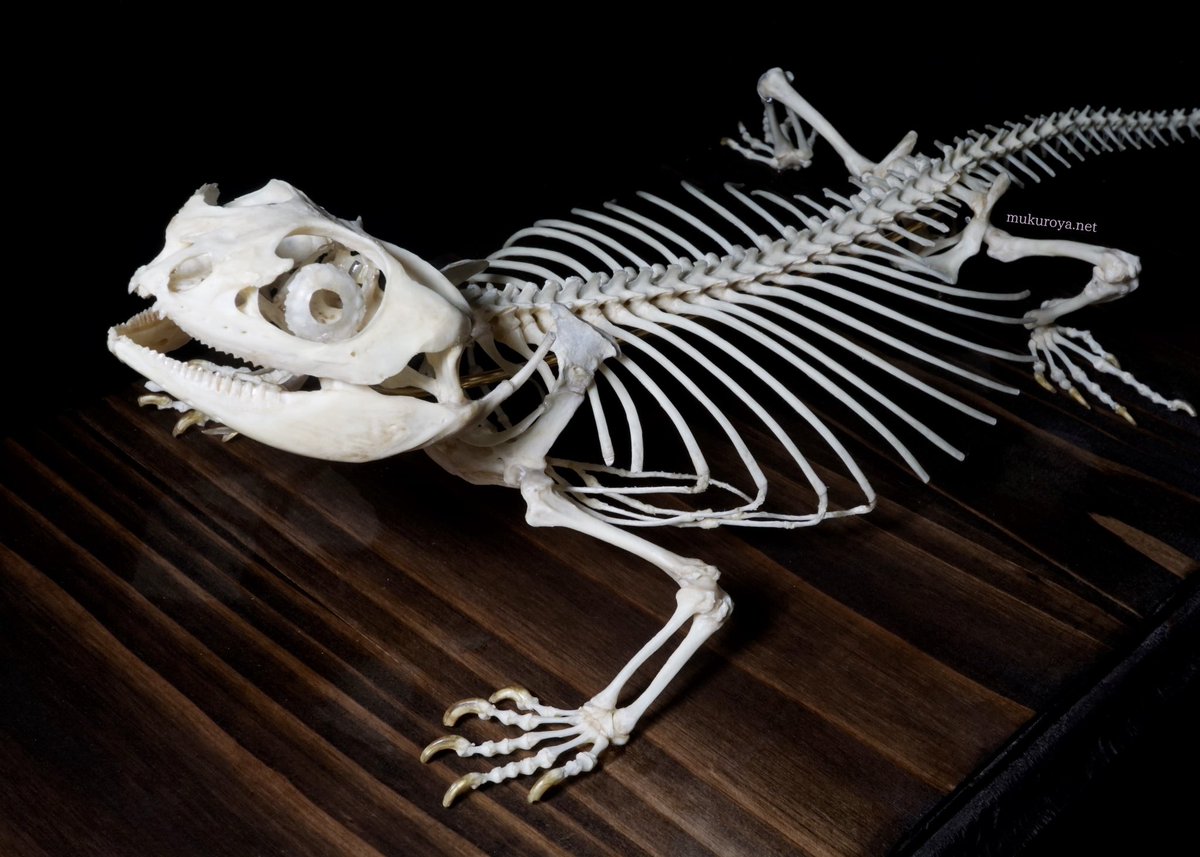 mukuroyahonpo's tweet image. フトアゴヒゲトカゲ 骨格標本
全長42cmほど
Pogona vitticeps
基本的にはポージングは依頼主の方のご希望のものを作っています。
元気な可愛い写真、皆さんたくさん送ってくれて和みます。勉強になりますしね。
ありがとうございました!