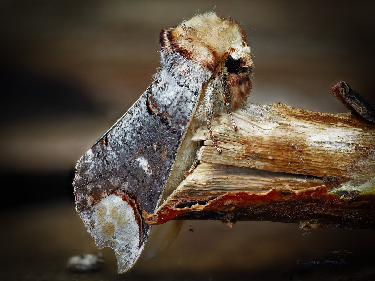 bentos1368's tweet photo. Moth traps first outing of the year, this Buff Tip Moth, first for the garden, the star of the show. It mimics the broken ends of birch twigs to provide its camoflage.
@wildlifetrustsww @rspbcymru @bbcspringwatch #mothtrapping #bufftipmoth #om1 #ukmoths #macrophotography https://t.co/Q9ObFapKek