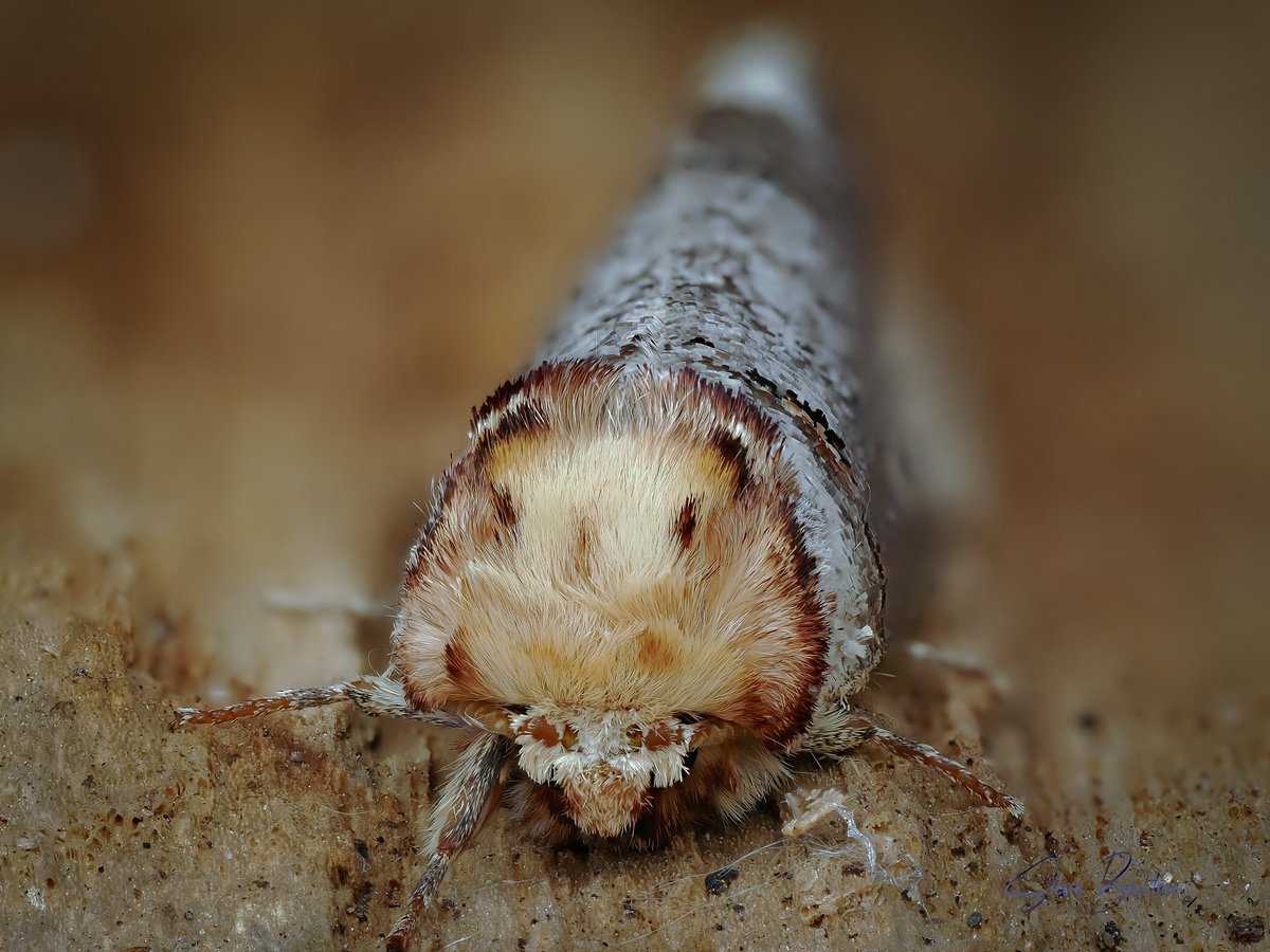 bentos1368's tweet photo. Moth traps first outing of the year, this Buff Tip Moth, first for the garden, the star of the show. It mimics the broken ends of birch twigs to provide its camoflage.
@wildlifetrustsww @rspbcymru @bbcspringwatch #mothtrapping #bufftipmoth #om1 #ukmoths #macrophotography https://t.co/Q9ObFapKek