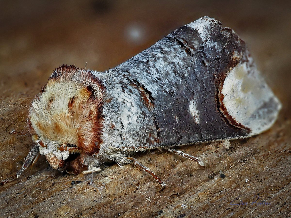 bentos1368's tweet photo. Moth traps first outing of the year, this Buff Tip Moth, first for the garden, the star of the show. It mimics the broken ends of birch twigs to provide its camoflage.
@wildlifetrustsww @rspbcymru @bbcspringwatch #mothtrapping #bufftipmoth #om1 #ukmoths #macrophotography https://t.co/Q9ObFapKek