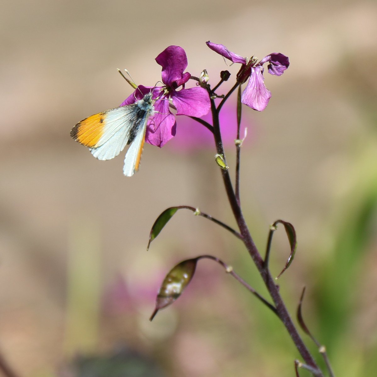 ChesGdnsTrust's tweet image. The first garden visit organised by the CGT Events Team this year was to Stonyford Cottage Gardens near Delamere Forest.
Stonyford is a delightful wildlife friendly woodland garden, with meandering streams, a large pond and mature trees.
#cheshiregardenstrust
#cheshiregardens