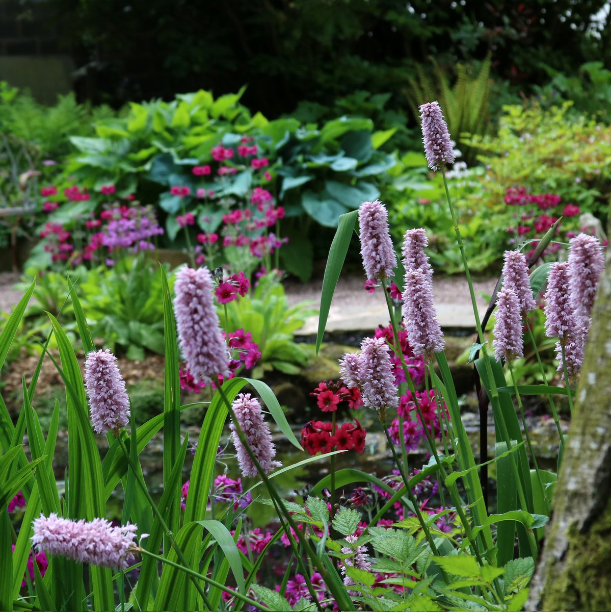 ChesGdnsTrust's tweet image. The first garden visit organised by the CGT Events Team this year was to Stonyford Cottage Gardens near Delamere Forest.
Stonyford is a delightful wildlife friendly woodland garden, with meandering streams, a large pond and mature trees.
#cheshiregardenstrust
#cheshiregardens