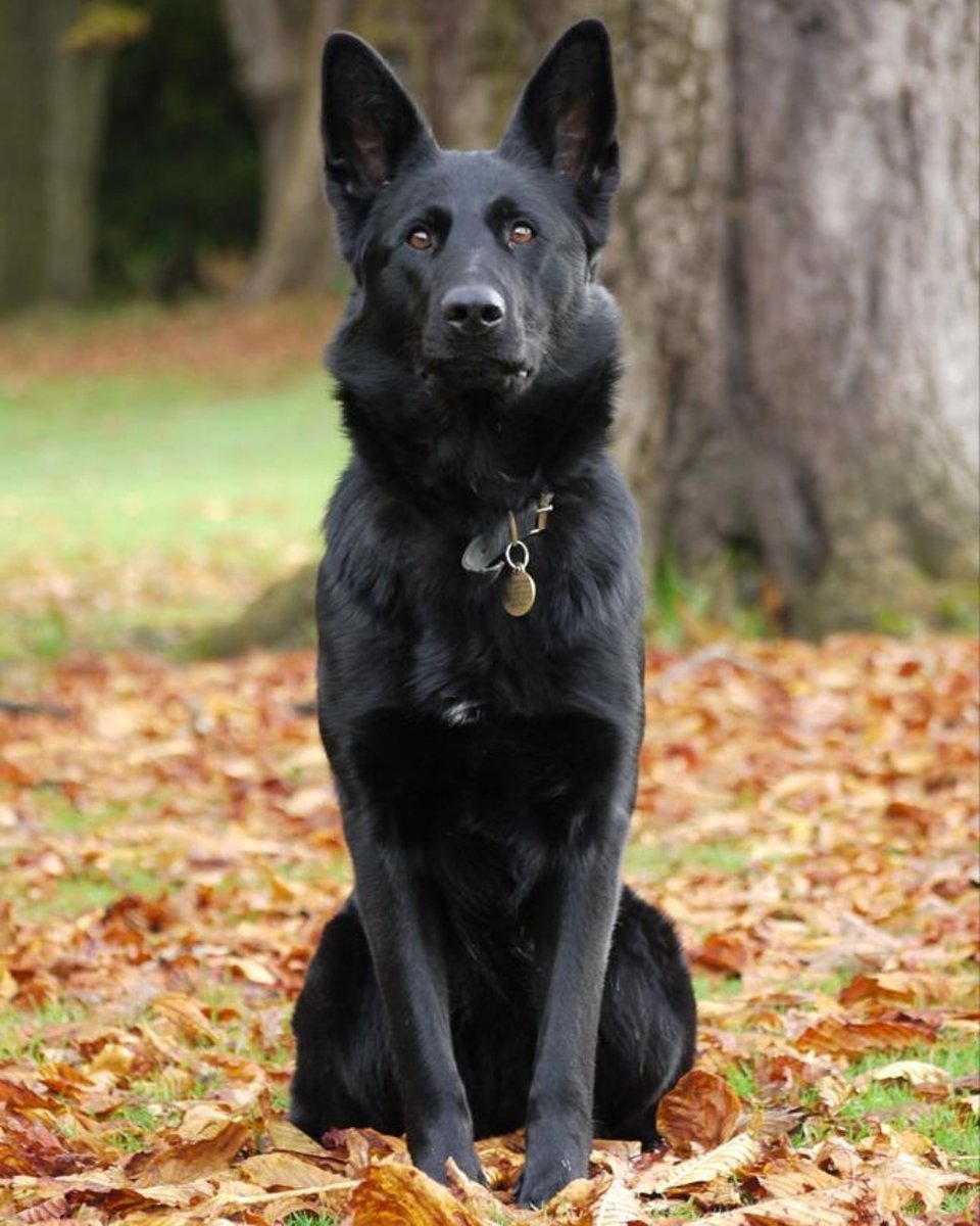 MerPolDogs's tweet image. A male wanted for domestic-related harassment decided to try and force entry into his ex-partner’s home. What he didn’t know was PD Yoko was on her way. She snuck up while he was still kicking the door — and let’s just say, the sight of Yoko made him think twice. #Arrested