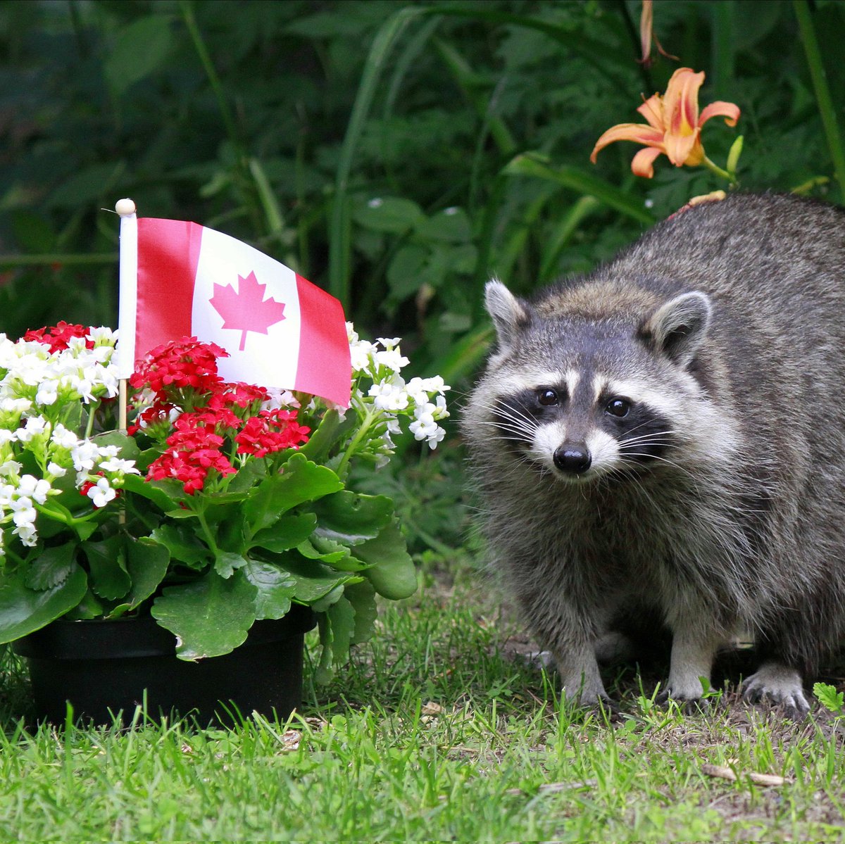 robantheanimals's tweet photo. @CP24Breakfast Canada Day at home in our Toronto backyard 😎 https://t.co/KN1UZCmgSZ