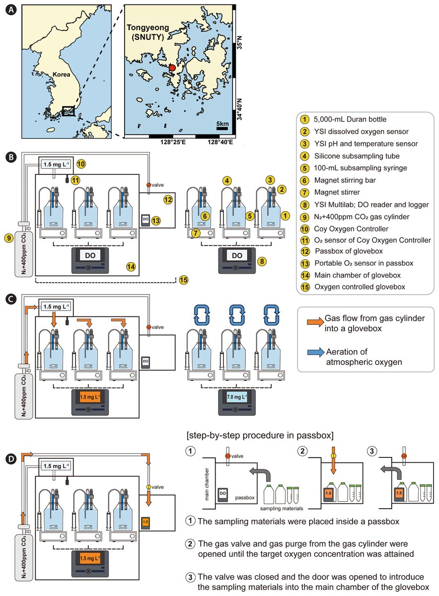 Product Manager (@labbottles) on Twitter photo Temporal changes in the structure of protist communities incubated under normoxic and hypoxic conditions: a metabarcoding analysis
Researchers <a href="/i_hanyang/">Hanyang Univ.</a> used six 5L DURAN® GLS 80® bottles for the normoxic and hypoxic conditions experimental set up
doi.org/10.4490/algae.… Temporal changes in the structure of protist communities incubated under normoxic and hypoxic conditions: a metabarcoding analysis
Researchers <a href="/i_hanyang/">Hanyang Univ.</a> used six 5L DURAN® GLS 80® bottles for the normoxic and hypoxic conditions experimental set up
doi.org/10.4490/algae.…
