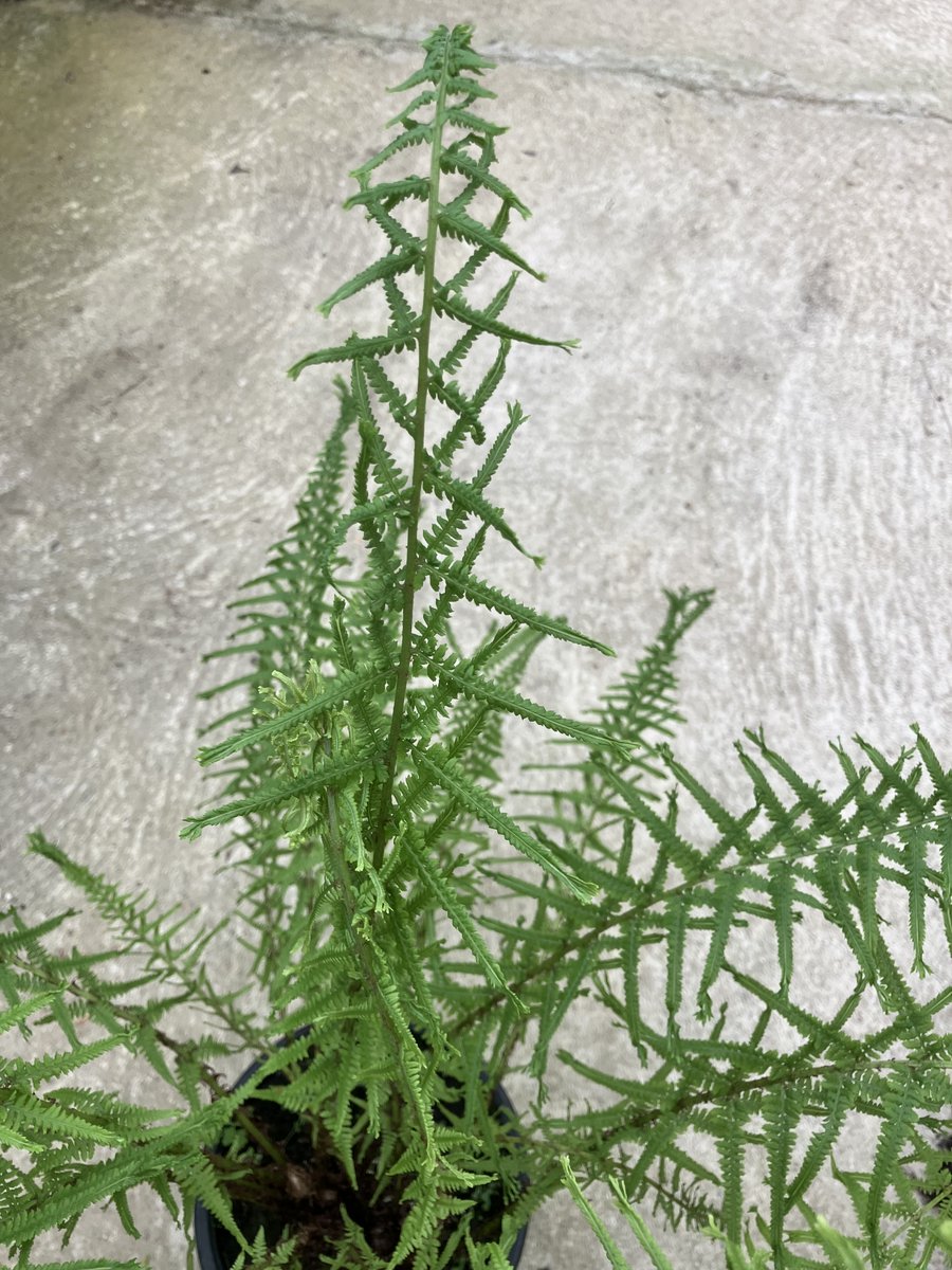 Fernatix (@fernatix) on Twitter photo 