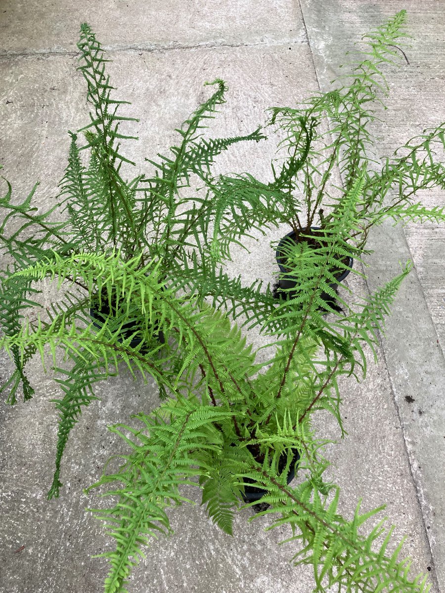 Some new home grown ferns from the original