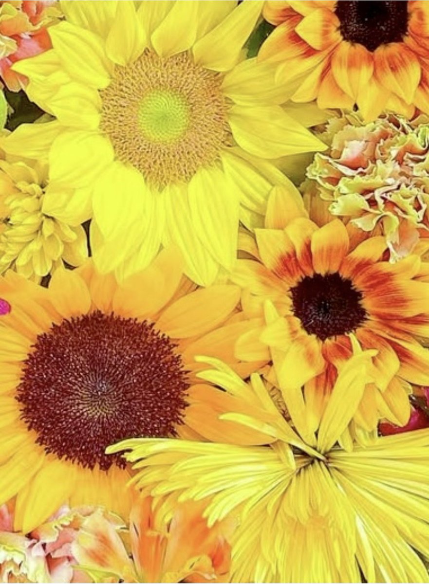Tantan8325's tweet image. A summer wish from a sunflower basin 🌻✨
May this small spark of sunshine
softly reach you, wherever you are.
A quiet wish, blooming in every golden glow.
— Tantan 💛