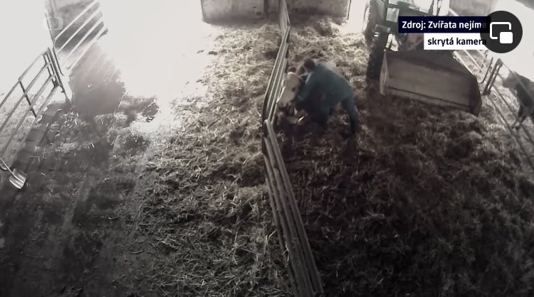 OndejGolis's tweet photo. Dva aktéři naší velké reportáže v @ReporteriCT+ o brutálním chování zaměstnanců kravínů se policie dopustili trestného činu týrání zvířat. Případ teď má státní zástupce. Reportáž tu: 

https://t.co/E3u5aeDS0q https://t.co/YyCXmmGzHL