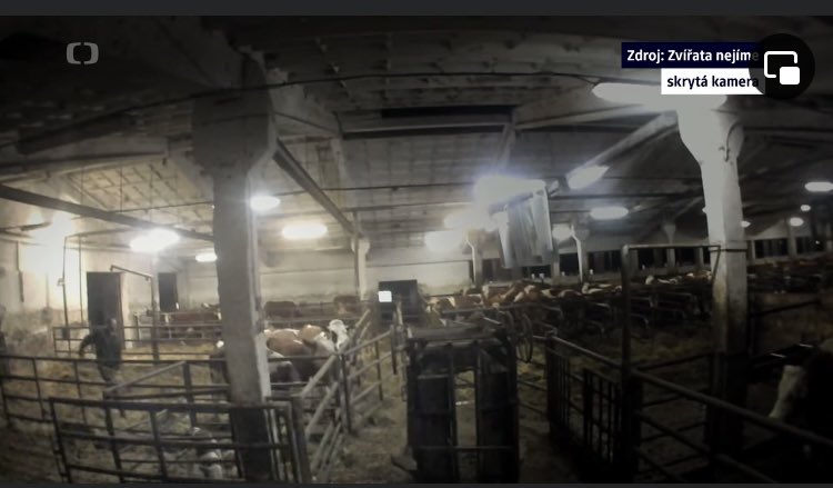 OndejGolis's tweet photo. Dva aktéři naší velké reportáže v @ReporteriCT+ o brutálním chování zaměstnanců kravínů se policie dopustili trestného činu týrání zvířat. Případ teď má státní zástupce. Reportáž tu: 

https://t.co/E3u5aeDS0q https://t.co/YyCXmmGzHL