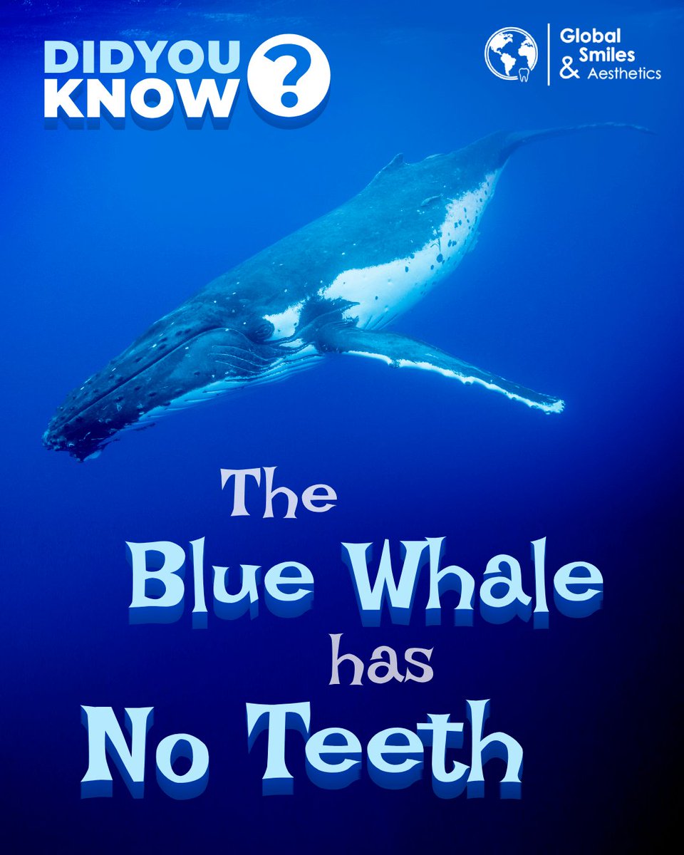global__smiles's tweet photo. The Blue Whale Has No Teeth!🐋💙
Instead, it uses hundreds of #baleen plates — made of #keratin — to filter tiny #ocean creatures. 🌊
Despite weighing over 150 tons, it feeds on some of the sea’s smallest #life forms.
#DidYouKnow #WednesdayWisdom https://t.co/SQlKFTSs9C