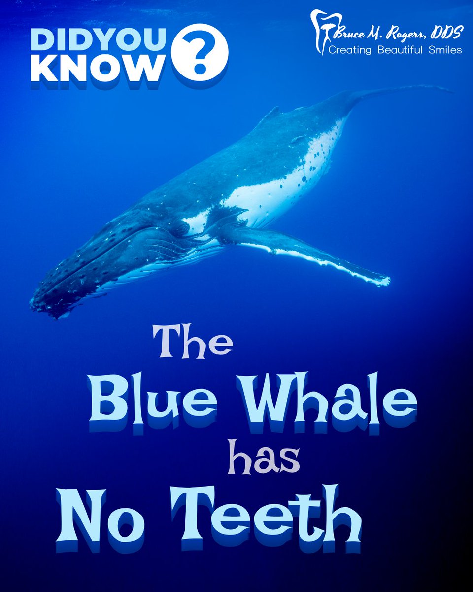 brucerogersdds's tweet photo. The Blue Whale Has No Teeth!🐋💙
Instead, it uses hundreds of #baleen plates — made of #keratin — to filter tiny #ocean creatures. 🌊
Despite weighing over 150 tons, it feeds on some of the sea’s smallest #life forms.
#DidYouKnow #WednesdayWisdom https://t.co/DTxbEHepFn