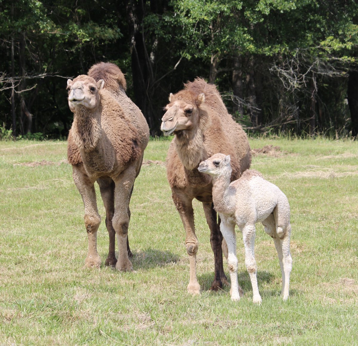 DavidCarrell12's tweet photo. All of our female dromedaries are named after Georgia towns.  This baby girl is named Almon, after the little community where she was born. https://t.co/wZsXqL6L41