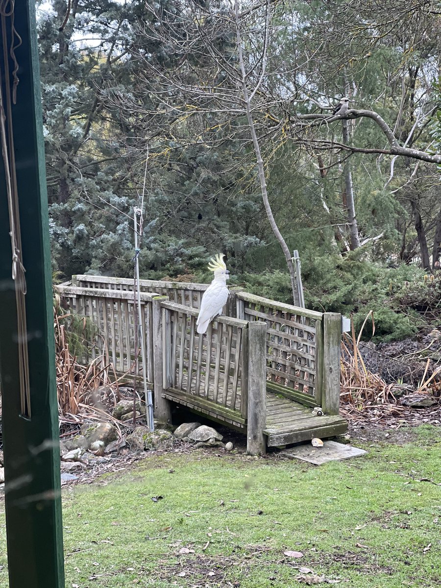 Pooped across the road to help a neighbour and they had these wonderful birds in their garden, cockatoo’s and a kookaburra plus many others. They joys of country living 🇦🇺🥰