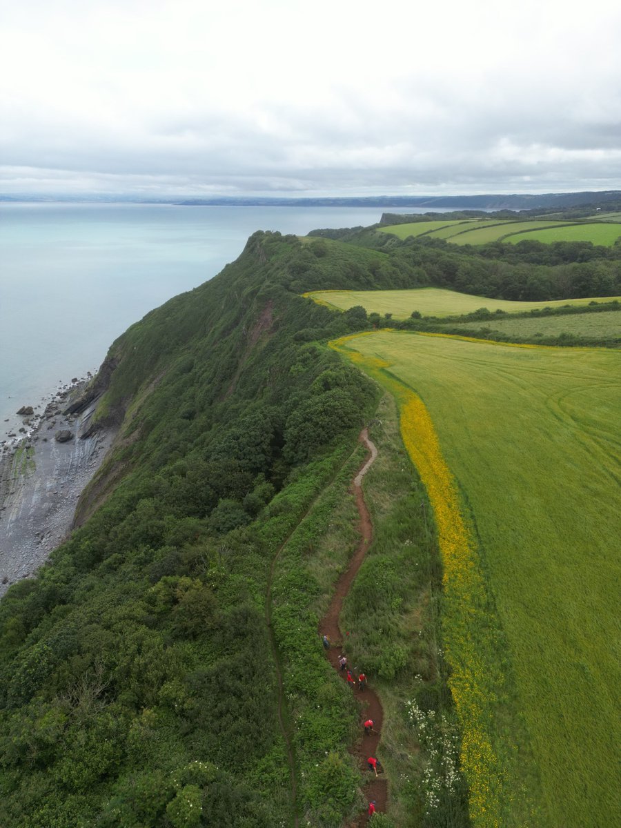 The Hartland volunteer team have been working hard in the heat at Brownsham, rerouting and widening part of the coast path to make it easier and more enjoyable to walk🌞

Right now, the corn marigolds in the field margins are also brightening up the trail for anyone out walking.