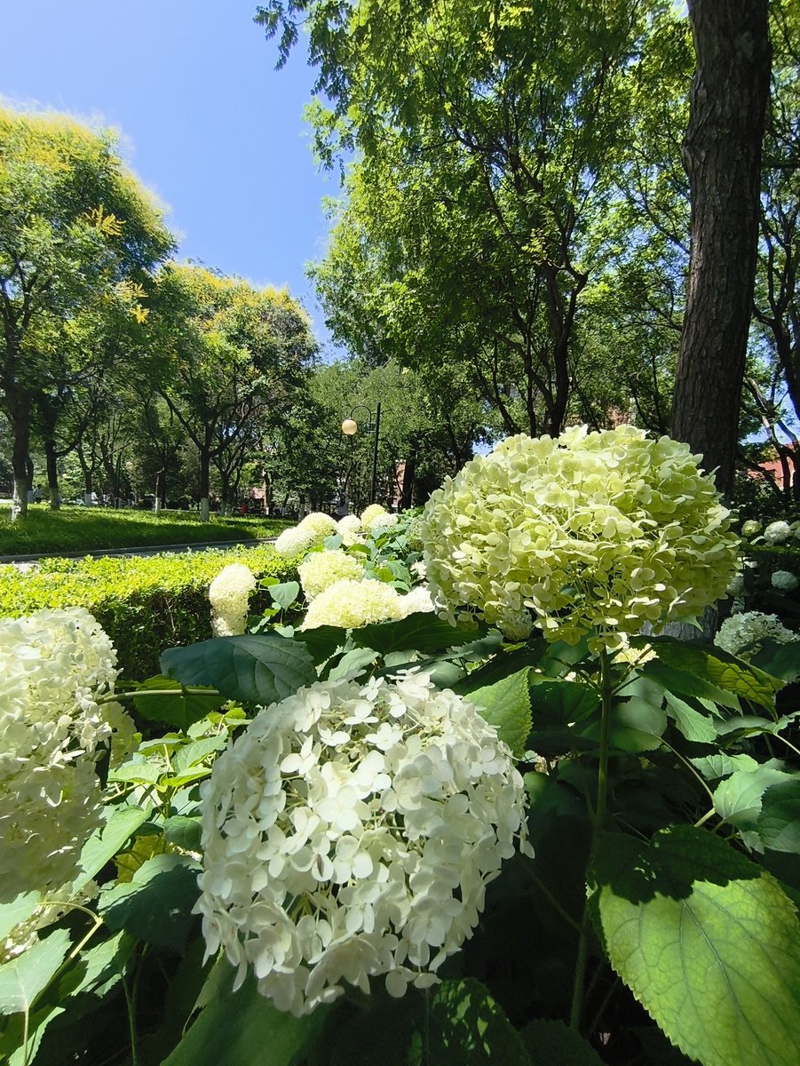 AliRamay557's tweet image. Between flowers and lamplights, Tsinghua whispered soft secrets of love. Day or night, we dreamed here simple, serene, and forever romantic.
#Tsinghua #ChinaTravel
@Tsinghua_Uni