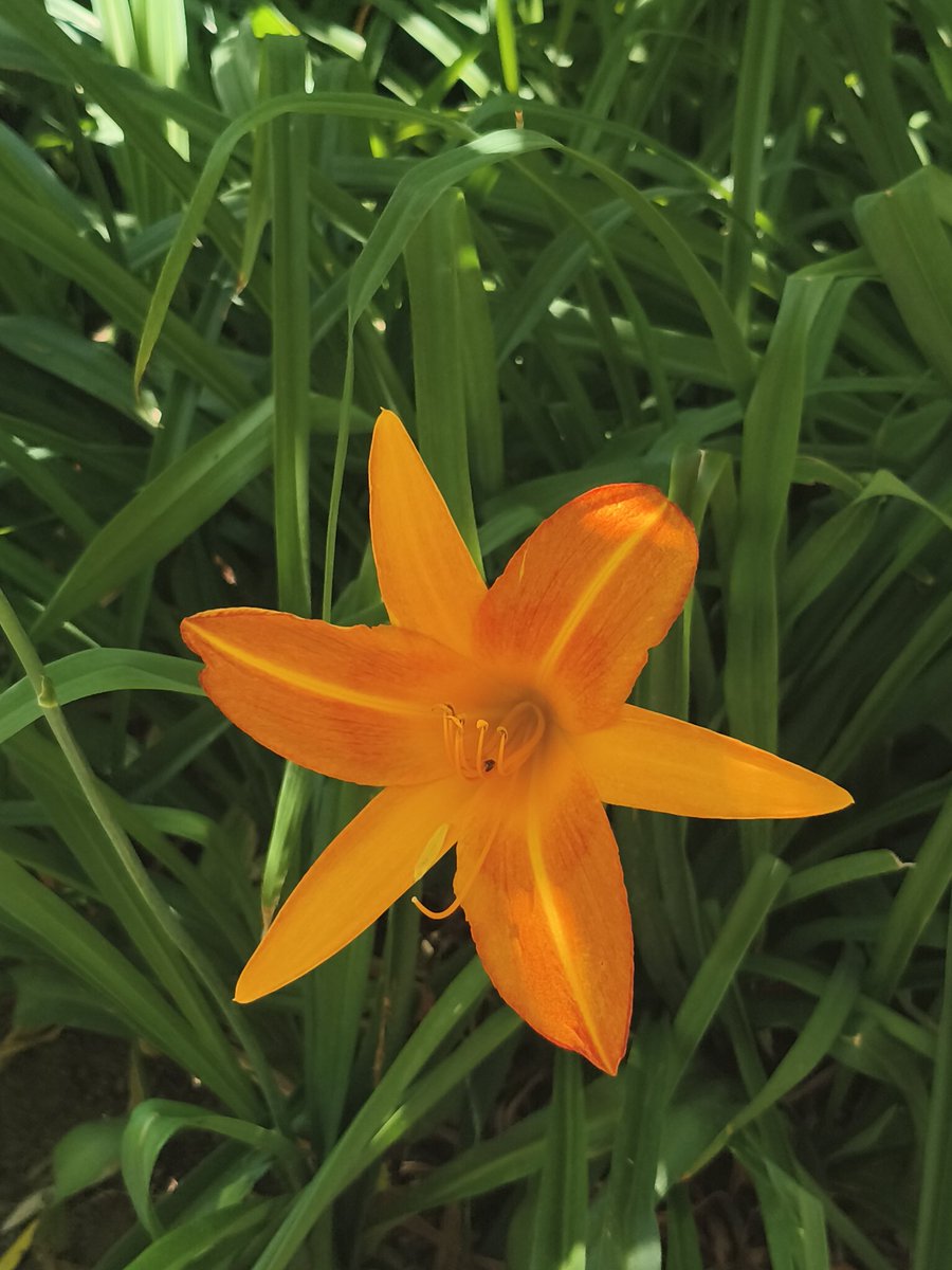 AliRamay557's tweet image. Between flowers and lamplights, Tsinghua whispered soft secrets of love. Day or night, we dreamed here simple, serene, and forever romantic.
#Tsinghua #ChinaTravel
@Tsinghua_Uni