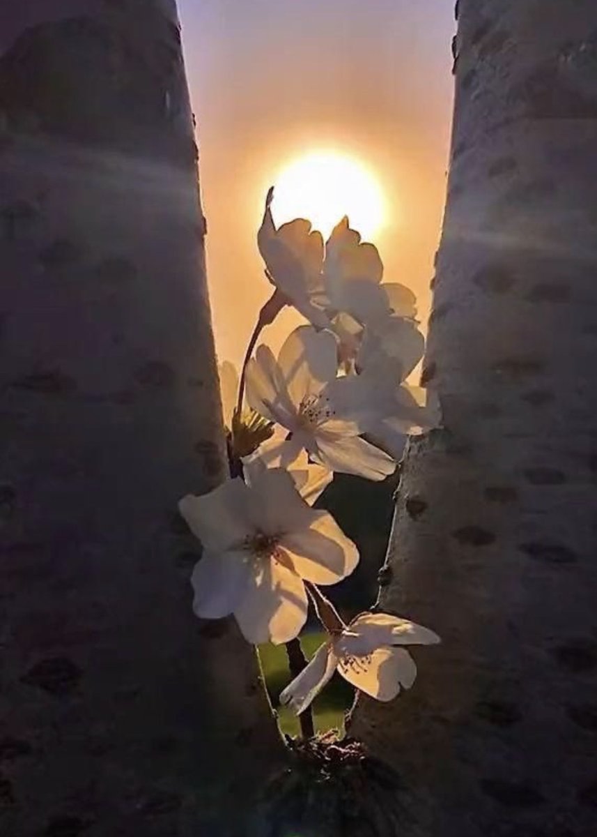 ليست كل عزلة كبرياء وليس كل صمت غرور 
 بعضها خوف من أن نُستهلك أكثر ونستنزف !