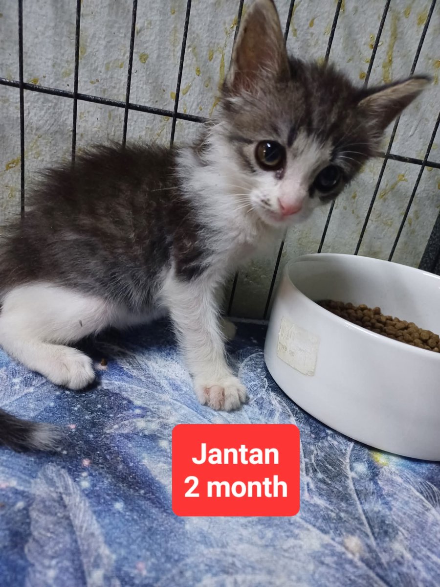 cats_rehome's tweet photo. 📌 AMPANG 

012-2264148
 
Mencari adopter utk anak2 jalanan yg sy selamatkn di tempat x sepatutnya mereka berada..mana yg x ada dlm gambar dh ada adopter ye..kitten ni sy jumpa masa tgh feed straycats yg lain..hari2 ada je kitten yg kena buang@jatuh dr enjin kereta(x pasti)..perlukan adopter yg fully indoor & x byk kucing..sekali nk bgtau,sy x boleh bela sb dh ada 30++ dlm rumah..ada lg 5 ekor kitten kt luar sna yg sy perlu selamatkn sb dduk bwh kereta area parking tp sy kena hold dlu nk lepaskn kitten dlm post ni..