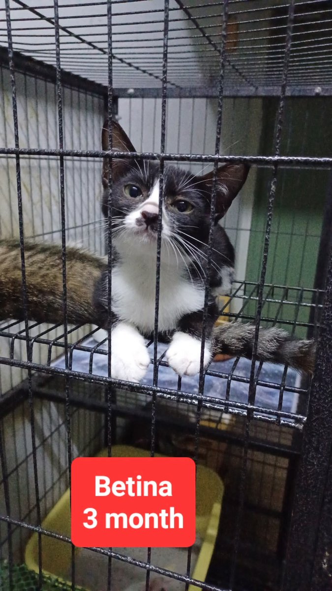cats_rehome's tweet photo. 📌 AMPANG 

012-2264148
 
Mencari adopter utk anak2 jalanan yg sy selamatkn di tempat x sepatutnya mereka berada..mana yg x ada dlm gambar dh ada adopter ye..kitten ni sy jumpa masa tgh feed straycats yg lain..hari2 ada je kitten yg kena buang@jatuh dr enjin kereta(x pasti)..perlukan adopter yg fully indoor & x byk kucing..sekali nk bgtau,sy x boleh bela sb dh ada 30++ dlm rumah..ada lg 5 ekor kitten kt luar sna yg sy perlu selamatkn sb dduk bwh kereta area parking tp sy kena hold dlu nk lepaskn kitten dlm post ni..