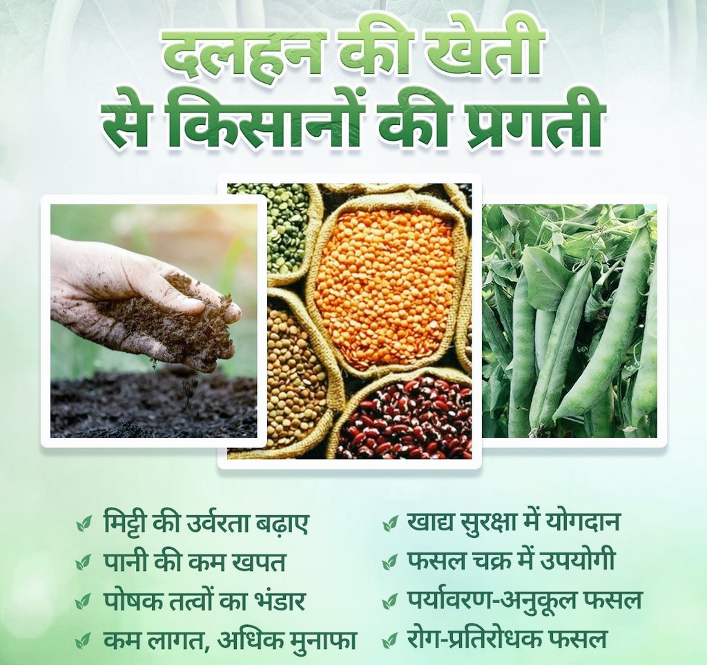 AgroTak's tweet photo. दलहन की फसलें न केवल मिट्टी की उर्वरता बढ़ाने में सहायक होती हैं, बल्कि फसल उत्पादन को भी बेहतर बनाती हैं। इन फसलों में प्राकृतिक रूप से नाइट्रोजन स्थिरीकरण की क्षमता होती है जो मिट्टी में नाइट्रोजन की मात्रा बढ़ाकर अन्य फसलों की पैदावार में सुधार करती है।
#AgriGoI #Pulses https://t.co/GqyG64djqn