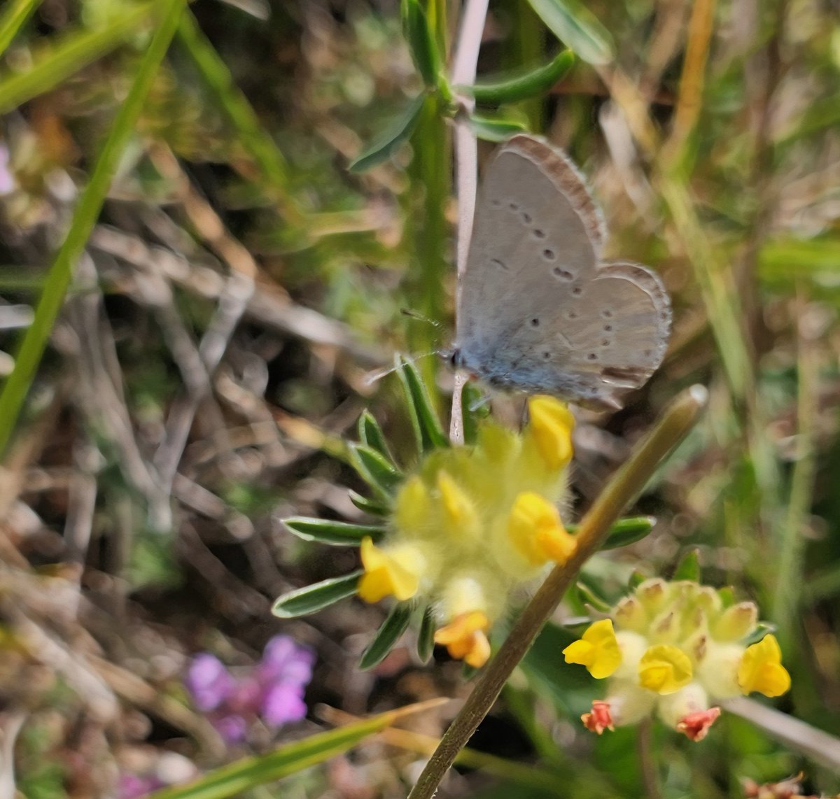 The UK's smallest butterfly, the #small blue on its food plant #kidneyvetch. Very rare little critters. 🙂