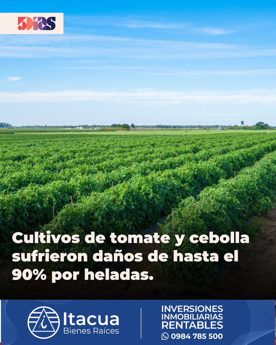 5DiasPy's tweet photo. 🥶 Las heladas provocaron daños de hasta el 90% en cultivos de tomate y cebolla en gran parte del país. 🌱 Una situación que impacta directamente en productores y en el mercado local. 

🔗Enterate más en la nota completa. 

#AgroPY #EconomíaRural #Itacua https://t.co/jwwqYmqiMG