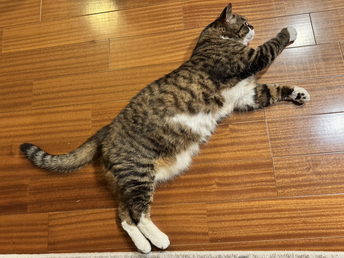 ぽんちょタイムまだかなーにゃお！