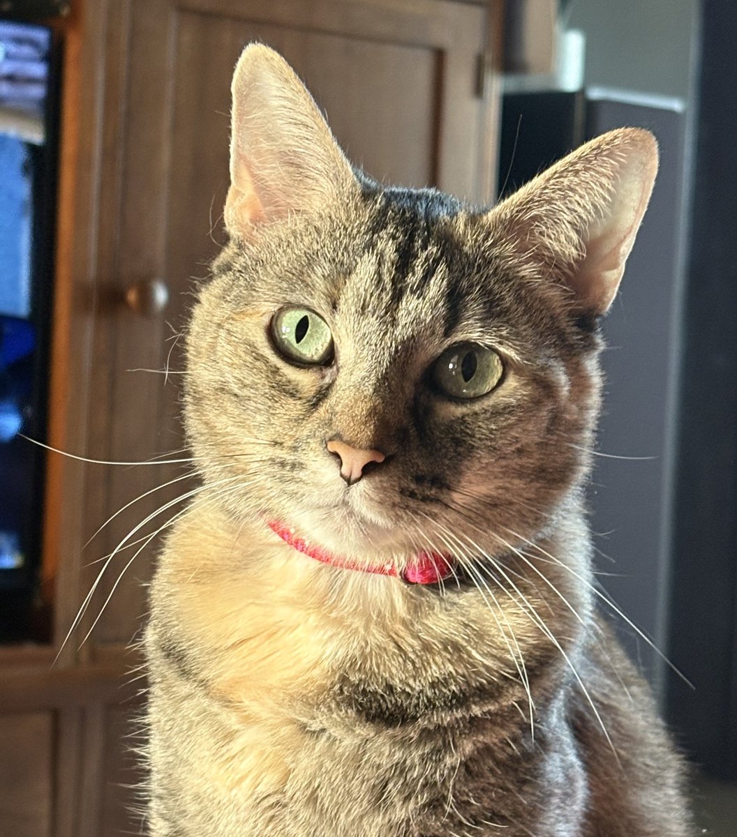 We hope you have a delightful #WhiskersWednesday I’m watching mom closely cuz she said something about needing to go out today
#CatsOfX #catsoftwitter #TabbyTroop #humpday