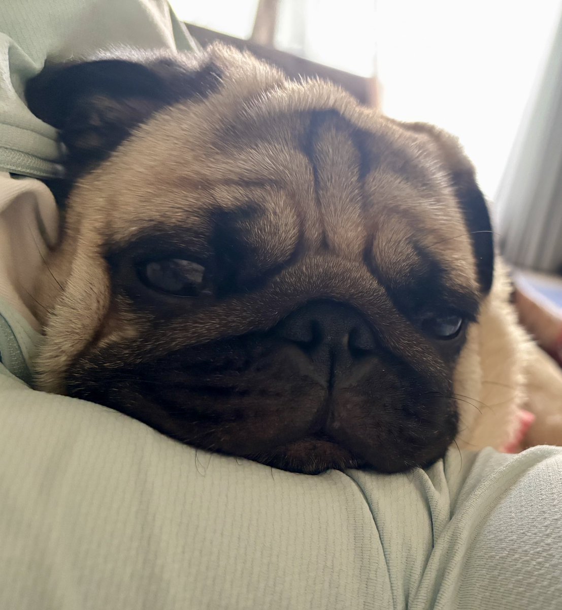 甘えてる時の顔可愛すぎるから見て🥹

#pug #パグ