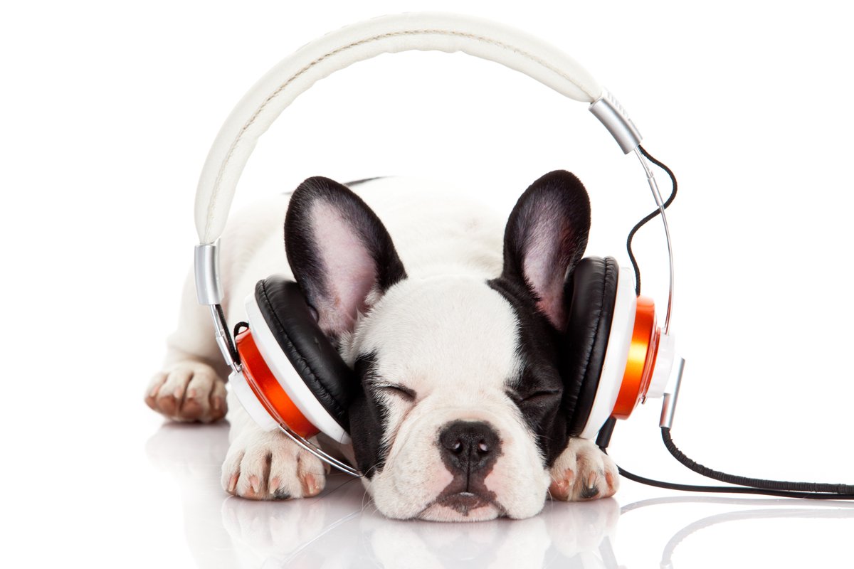 Dogs enjoy listening to audiobooks.