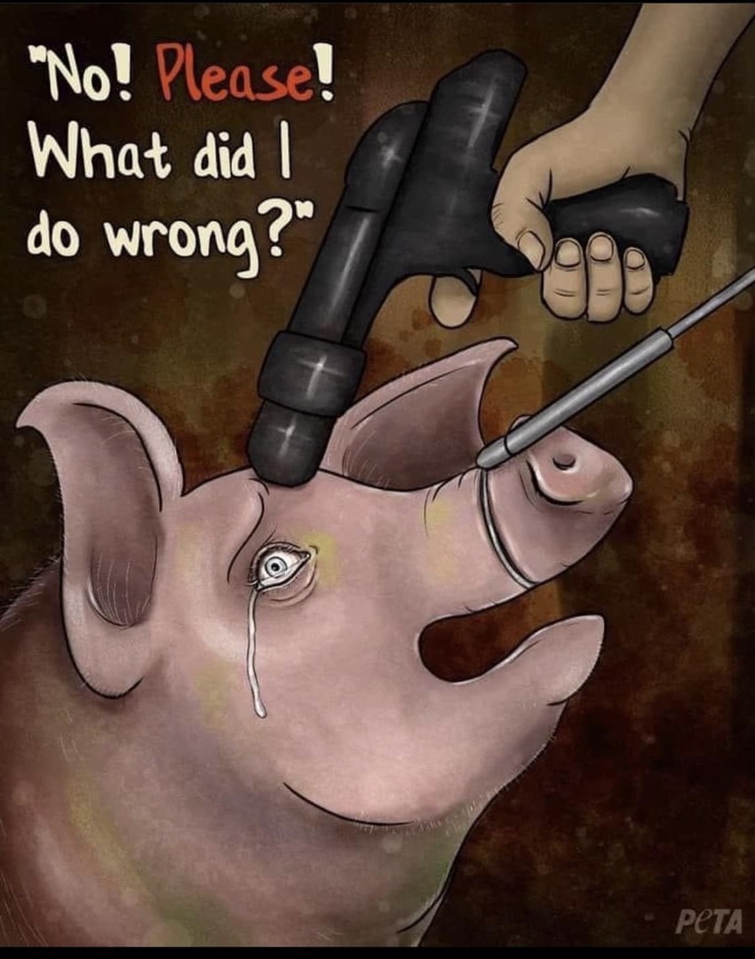 Ⓥ Vegan Activist Girl 🌱🐂🐟🐷🐒🐶🐺 (@vegan_girl_69) on Twitter photo 