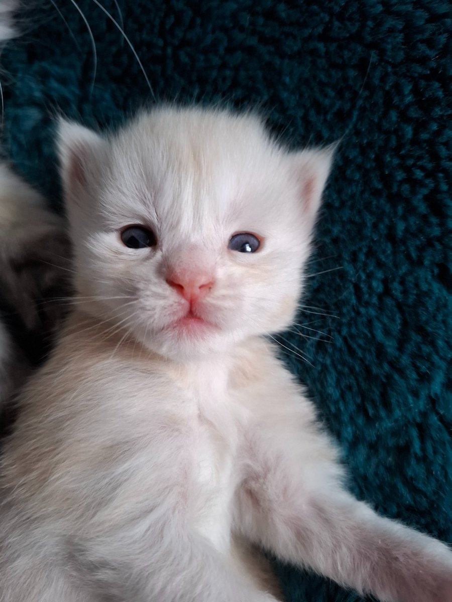 Enids 2 week old maine coon kittens 🥰
3 boys 1 girl
