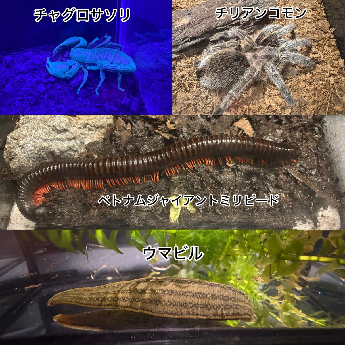 konrinzai_ossan's tweet photo. 先日、#キモい展 に行ってきました。

#生き物
#ソラマチ
#動物 https://t.co/tV7vVW75oe