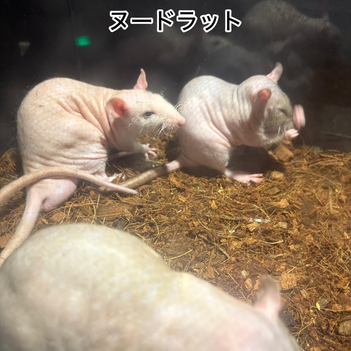 konrinzai_ossan's tweet photo. 先日、#キモい展 に行ってきました。

#生き物
#ソラマチ
#動物 https://t.co/tV7vVW75oe
